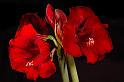amaryllis2