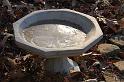 birdbath