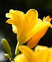 daylily