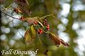 dogwood