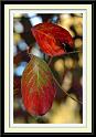 dogwood1