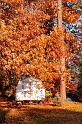 evening_oak