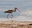 ibis1