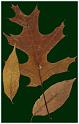 leaves4