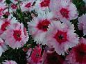mypinks