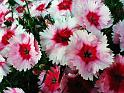 mypinks1