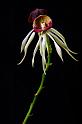 orchid50