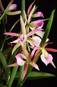 orchid52