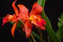orchid6