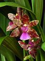 orchid7
