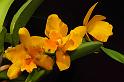 orchid_100