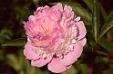 peony