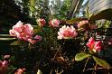 rhodo