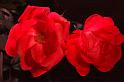 rose_1