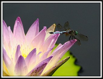 Dragonfly on water lily