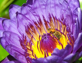 Water lily with bee