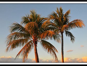 Evening sunlight on palms