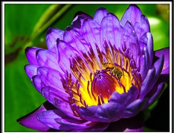 Water lily and bee