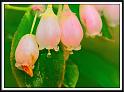 blueberry_1