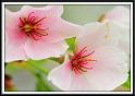 cherry_1
