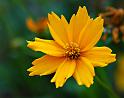 coreopsis-1