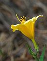 daylily_1