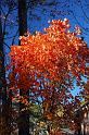 fall_13