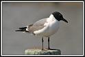 laughing_gull_1