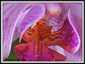 orchid_105