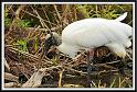 stork_1