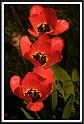 tulips_1