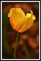 tulips_2