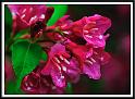 weigela_1