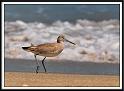 willet_1