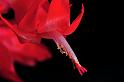 xmas_cactus