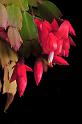 xmas_cactus_1